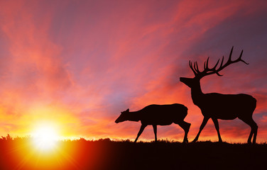 Wildlife Silhouette of Elks at Nature Sunset