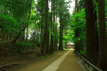 Fototapeta premium 世界遺産 新緑の中尊寺
