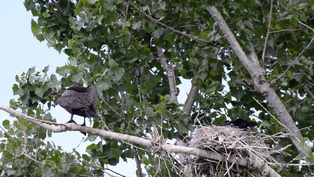 HD Video of double crested cormorants nesting in the top of tree with green leaves, wind blowing branches. One bird on branch preening then flies away.