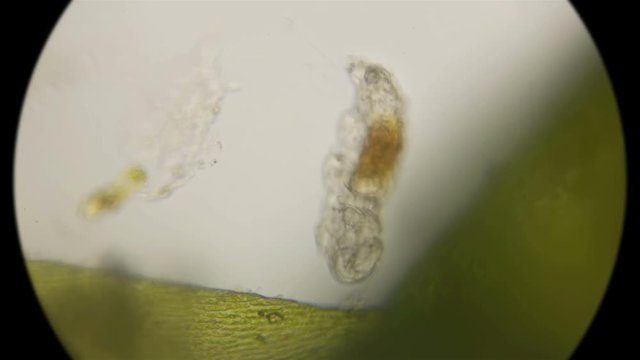 the most enduring organism on the planet is the slow-moving, under a microscope
