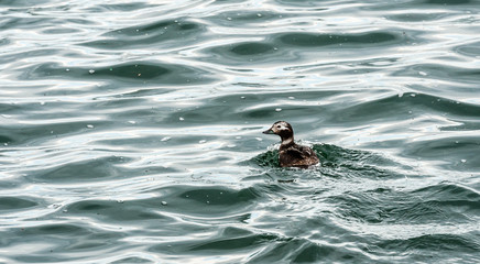 Small duck swimming in dark water and waves.