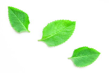 Naklejka na ściany i meble Green fresh mint leaves on a white background. View from above.