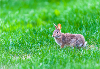 Focus on wild rabbit walking in green grass.