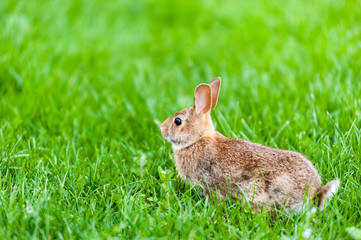Fototapeta premium Focus on wild rabbit standing in green grass.