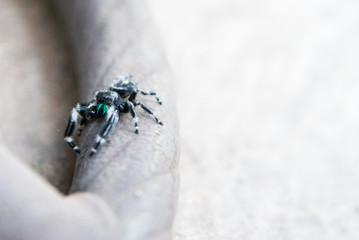 Bold Jumping Spider Exploring Chair 