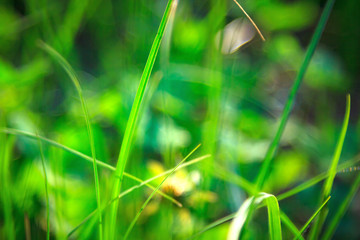 Green grass on a spring sunny afternoon in a meadow. Shallow depth of field background.