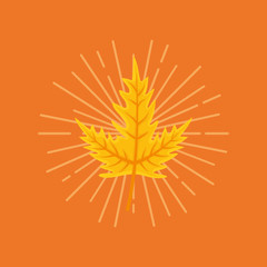 Autumn leaves design with maple leaf icon over orange background, colorful design vector illustration