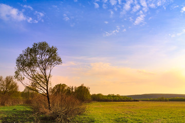 Obraz premium Willow trees in the meadow in the rays of the setting sun and the blue sky with white clouds. Meadow with burned grass in spring.