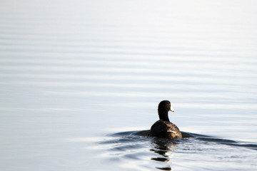 Tranquil scene of an American Coot swimming at dawn in the marsh at Alamosa National Wildlife Refuge in southern Colorado