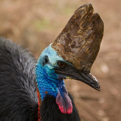 Close up of a Cassowary
