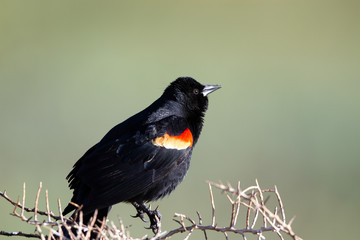 Male Red-winged Blackbird perches on a scrubby bush in spring at Alamosa National Wildlife Refuge in southern Colorado