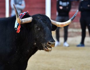 toro en españa