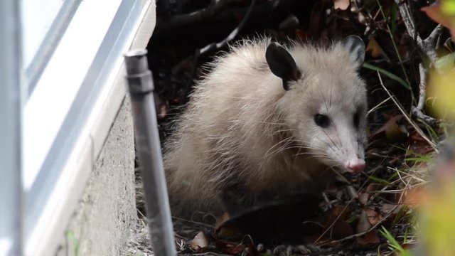 HD video of a small opossum stranded in a neighborhood, hiding behind bushes. Their flexible diet, reproductive habits make them successful colonizers and survivors in diverse locations and conditions