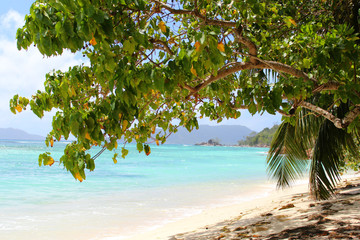 Fototapeta na wymiar une plage des seychelles 