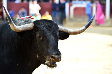 toro en españa