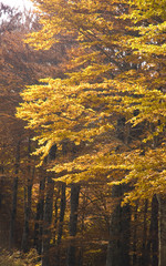 Obraz premium Yellow woods