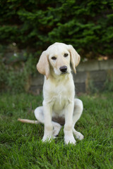 Yellow lab puppy with big ears in garden