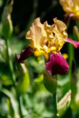 Beautiful iris flower on flowerbed in garden