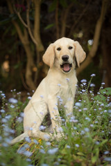 Funny yellow lab puppy in garden