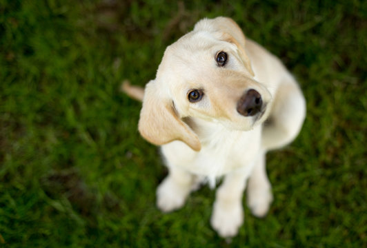yellow lab puppy looking up