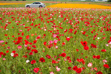 最盛期を迎えたポピー畑のポピーの花