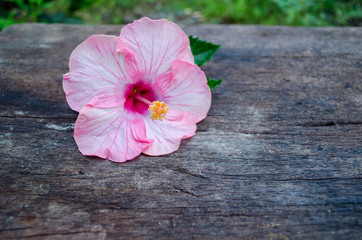 Shoe flower, Hibiscus, Chinese rose