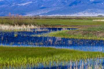 The beautiful marsh in Alamosa National Wildlife Refuge near Blanca Mountain, which is part of the Sangre de Cristo range of the Rocky Mountains in southern Colorado