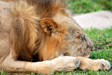 Sleeping lion