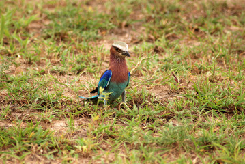 Blue and pink african bird