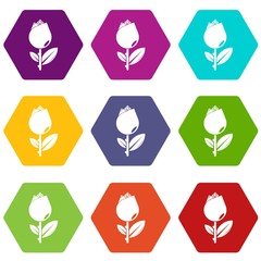 Tulip icons 9 set coloful isolated on white for web