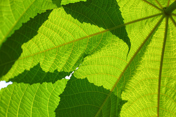 Close up green leaves abstract backgrounds ,shallow DOF