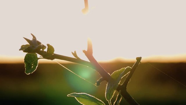 Green leaves are highlighted by sun. Beautiful natural green sunshine bokeh background. Blurry fresh summer foliage of maple trees in backlight of sunset cozy shining sun with sunflares and sunbeams.