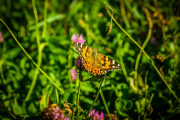 Close up of monarch butterfly on a flower in a meadow