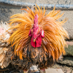 Disheveled fighting rooster