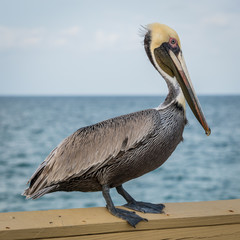Pelican on the pier rail