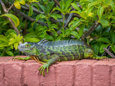 Iguana laying on the brick wall