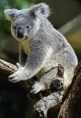Obraz premium Australijska koala duża głowa z okrągłymi, puszystymi uszami i dużym, łyżeczkowym nosem