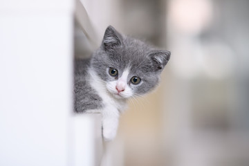 Cute kitten playing indoors