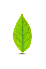 Green leaf isolated
