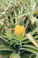 Pineapple fruit on the plantation farm