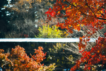 日本の紅葉の風景