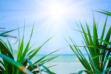 Obraz premium Beach sea green leaves in the summer sun background.