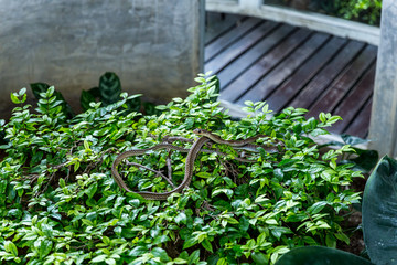 Snake on top of a tree. Indian rat snake (Ptyas mucosa).