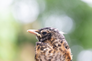 Robin head and beak on soft green and white background