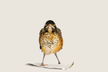 Immature robin facing camera on light background