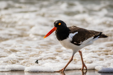 American Oystercatcher, Haematopus palliatus, walking along the ocean on a sunny morning in Cape May, NJ