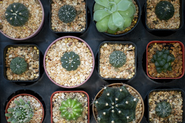 Various of cactus in the garden.