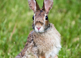 Rabbit in Field