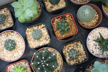 Various of cactus in the garden.