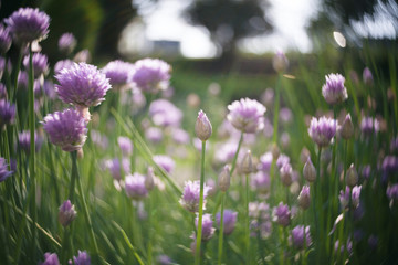 Fototapeta premium Chive Blossoms, Morning Light